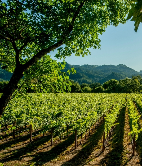 Affittacamere vicino ai vigneti di Valdobbiadene